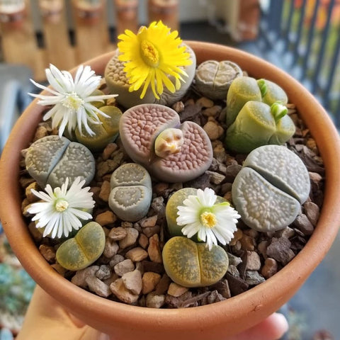 rare-lithops-flowering