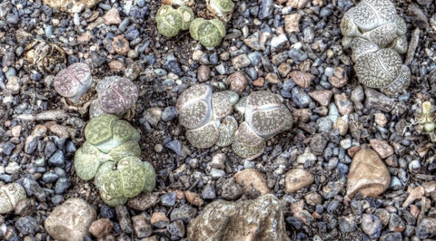 lithops-in-the-wild-rocky-appearance