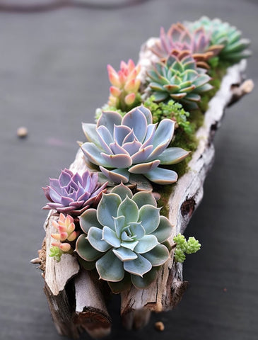 log-wooden-succulent-arrangement-for-centerpiece