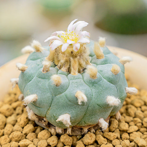 potted-lophophora-williamsii