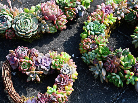 colorful-succulent-plugs-for-making-succulent wreathes