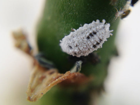 mealy-bugs-on-succulent-stem