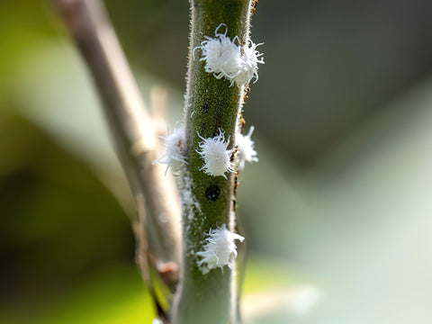 mealy-bugs-on-succulents