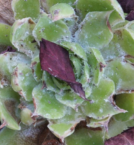 the-mealybugs-on-hens-and-chicks-succulent-plants