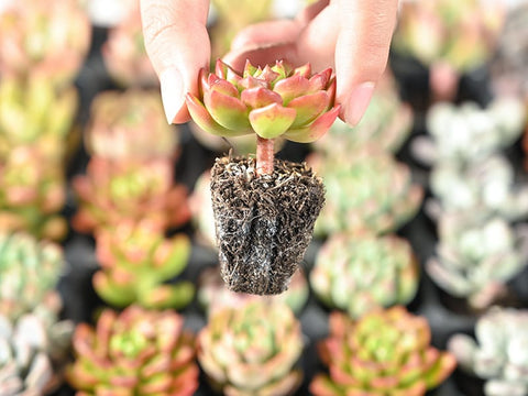 mini-echeveria-succulent-plug-with-strong-roots