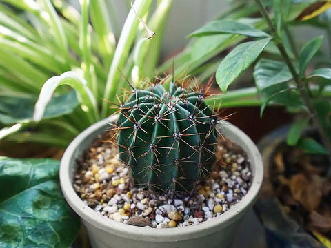 potting-cactus-in-bright-place