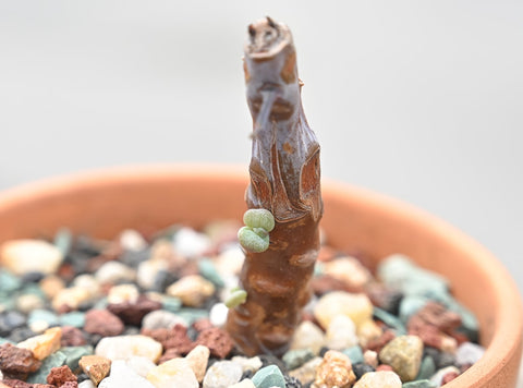 new-succulent-growth-on-the-rhizome-of-damaged-succulent