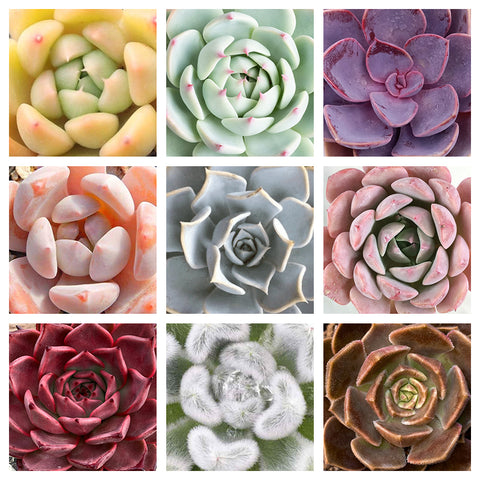 nine-colors-of-echeverias-highlights