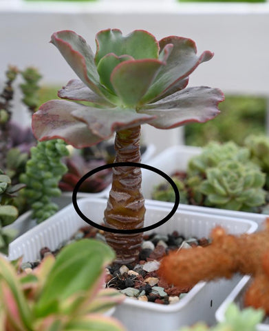 dropping-leaves-at-the-base-of-succulents-leaving-scars-on-stems