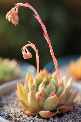 one-echeveria-is-blooming