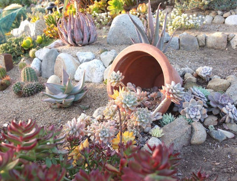 succulents-can-live-outside-garden-in-summmer