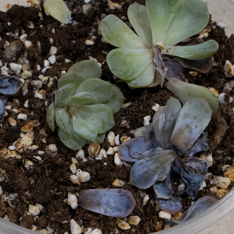overwatering-lead-to-succulent-rot