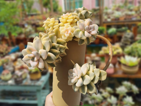 pachyphytum-apricot-beauty-old-succulent-tree-in-tall-planter