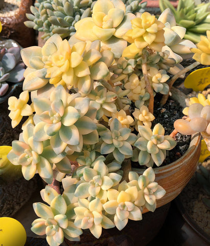 pachyphytum-apricot-beauty-outdoor-grow