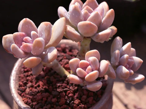 pachyveria-pachytoides-hardy-succulents-in-winter