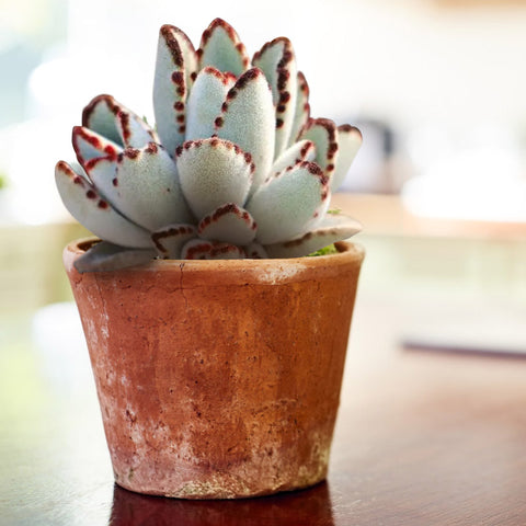 potted-panda-plant-grow-indoors