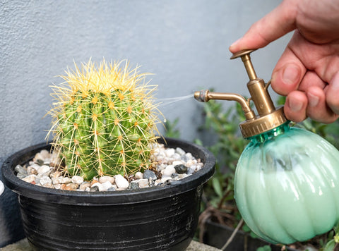 insecticide-for-cacti-before-summer-comes