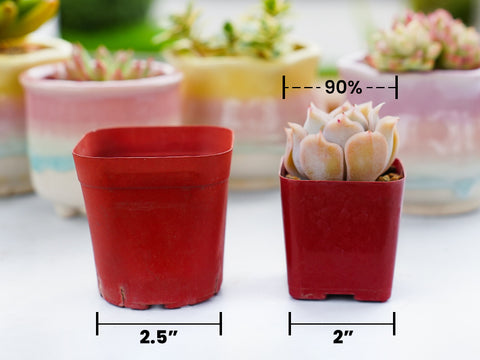 2-inch-succulents-match-well-with-2.5-inch-flower-pots