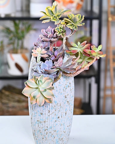 Wooden-stemmed-succulents-are-suitable-for-planting-in-taller-cliff-pots.