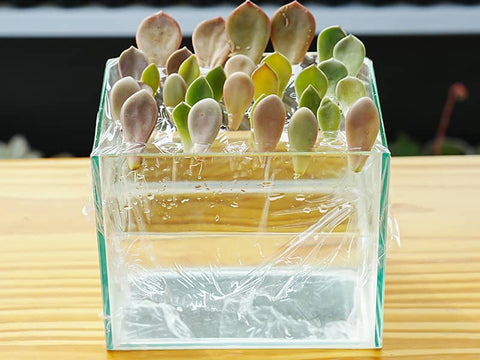 succulents-water-propagation