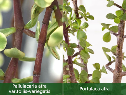 pailulacaria-afra-var-foliis-variegatis-is-growing-rapidly-upwards