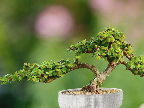 portulace-afra-succulent-bonsai-tree