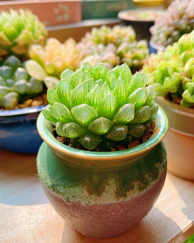 The-potted-Haworthia-succulent-is-on-the-tabletop
