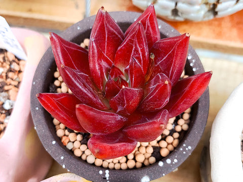 potted-echeveria-red-soul