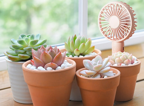 use-fans-to-increase-ventilation-for-succulents