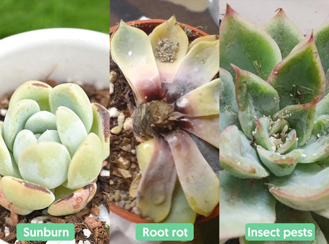 succulents-can-suffer-from-sunburn-root-rot-and-insect-damage-in-summer