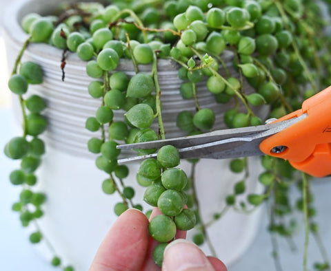 propagating-string-of-pearls-cutting-the-healthy-stem