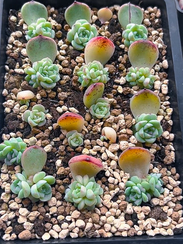 propagate-echeveria-red-velvet-from-leaves