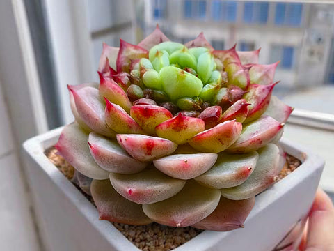 protrusion-in-the-center-of-the-Echeveria-Red-Velvet