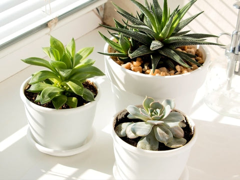 Grow succulents in a ventilate and sunny position