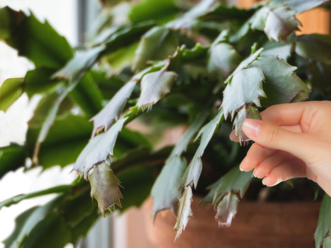 remove-dead-leaves-from-the-tail-of-the-christmas-cactus-to-promote-flowering.