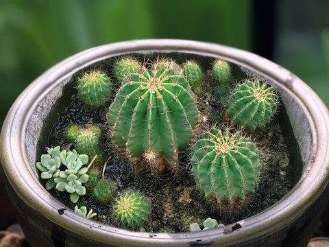 repot-cactus-pups