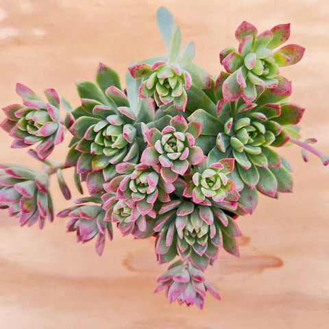 sedeveria-markus-crested-succulents