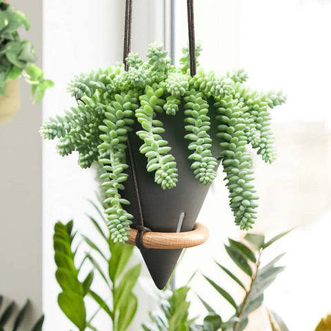 sedum-burrito-thrives-in-hanging-pots-by-indoor-windows