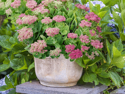 sedum-herbstfreude-sedum-autumn-joy