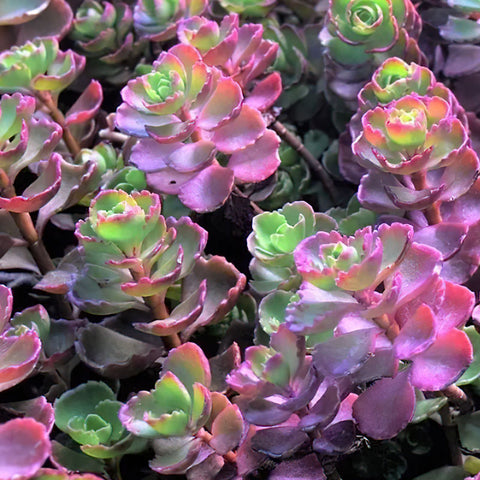 sedum-spurium-elizabeth