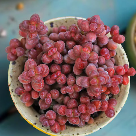 sedum-stahlii-red-succulent