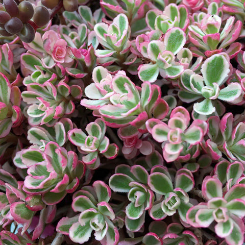 sedum-tricolo-spanish-stonecrop