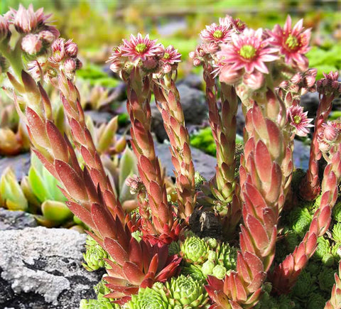 Beautiful bloom of sempervivum succulent outdoors 