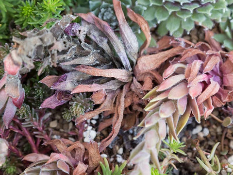 Sempervivum succulent dies and wilts after flowering