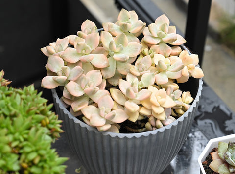 succulent-pups-growing-into-beautiful-plants