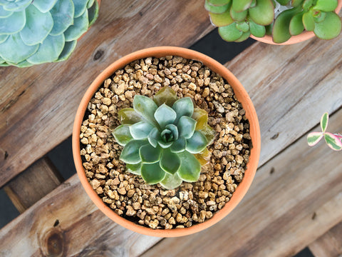 The-bottom-leaves-of-outdoor-potted-plants-are-melting