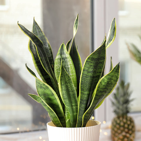 snake-plant-for-home-decor