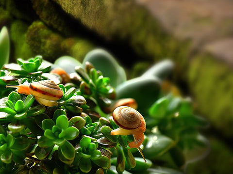 some-snails-are-nibbling-on-outdoor-succulents