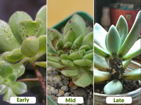 Wha- dose-sooty-mold-on-succulents-look-like