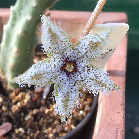 stapelia-bloom-white-flower